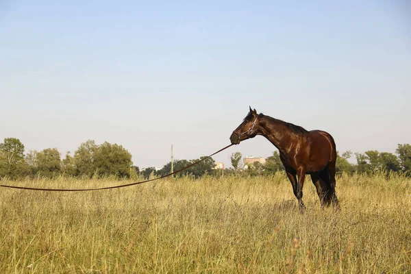 Brązowy Koń Łące — Zdjęcie stockowe