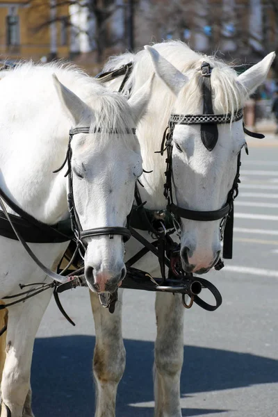 Two white horses in harness close-up