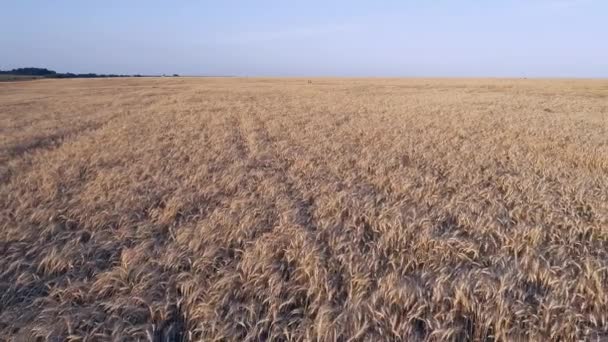 Fotografia aérea. Um voo baixo sobre um campo de trigo maduro. Céu azul e brilhante. Pôr do sol . — Vídeo de Stock