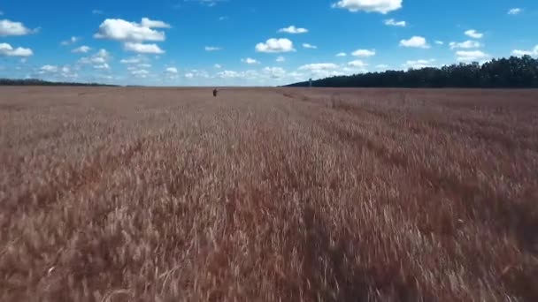 Aerial photography. A low flight over a field of ripe wheat. Blue, bright sky. Bright blue sky with beautiful white clouds. — Stock Video