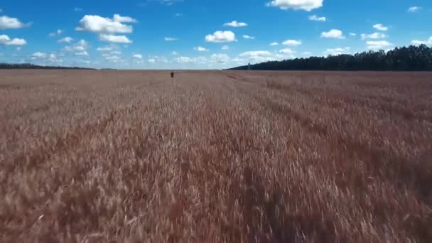 Fotografía aérea. Un vuelo bajo sobre un campo de trigo maduro. Cielo azul, brillante. Cielo azul brillante con hermosas nubes blancas. — Vídeo de stock