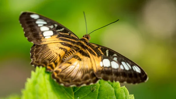 Resting Butterfly Plants Leaves — Stock Photo, Image