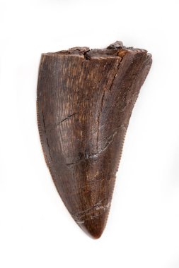 Beyaz arka plan üzerinde Tyrannosaurus cins üzerinden gelen Daspletosaurus, tarih öncesi dinozor diş