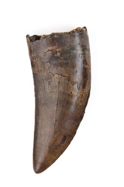 Beyaz arka plan üzerinde fosilleşmiş Tyrannosaur'u (Nanotyrannus) diş closeup
