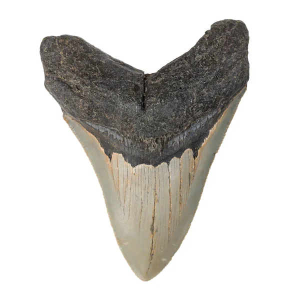 明るい色の白い背景の上の化石のメガロ歯 ロイヤリティフリーのストック写真