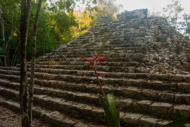 Coba, Meksika. Antik Maya şehir Meksika. Coba bir arkeolojik alan ve Yucatan Yarımadası'nın ünlü bir dönüm noktası olduğunu.