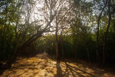 Orman iz Cobe ünlü piramitte önde gelen ağaçlar tarafından sınırlanmıştır. Meksika, Yucatan.