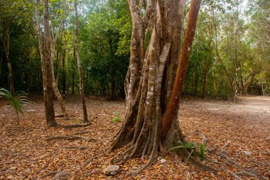 Orman iz Cobe ünlü piramitte önde gelen ağaçlar tarafından sınırlanmıştır. Meksika, Yucatan.