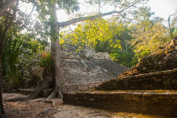 Coba México Cidade Maia Antiga México Coba Uma Área Arqueológica — Fotografia de Stock