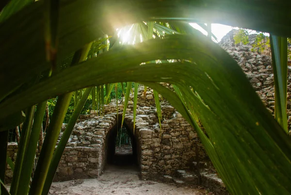 Coba, Meksika, Yucatan: Arkeoloji kompleksi, kalıntıları ve Antik Maya şehirde piramitleri.