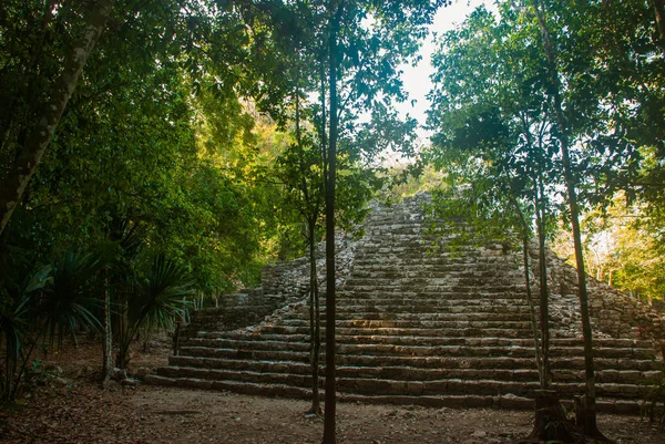 メキシコ メキシコの古代マヤ都市 コバは考古学的なエリアやユカタン半島の有名なランドマーク — ストック写真