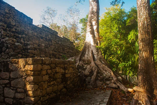 Coba México Cidade Maia Antiga México Coba Uma Área Arqueológica — Fotografia de Stock