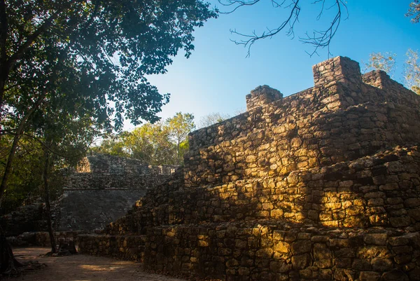 メキシコ メキシコの古代マヤ都市 コバは考古学的なエリアやユカタン半島の有名なランドマーク — ストック写真