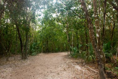 Orman iz Cobe ünlü piramitte önde gelen ağaçlar tarafından sınırlanmıştır. Meksika, Yucatan.