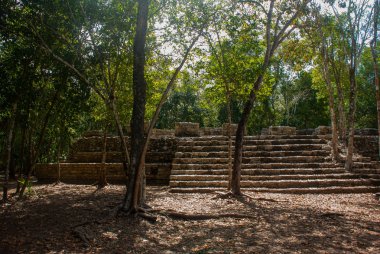 Coba bir arkeolojik alan ve Yucatan Yarımadası'nın ünlü bir dönüm noktası olduğunu. Meksika. Yucatan. Orman Meksika pyramids çevresinde