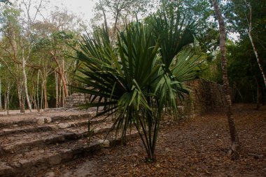 Coba, Meksika, Yucatan: Arkeoloji kompleksi, kalıntıları ve Antik Maya şehirde piramitleri.