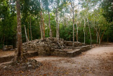 Coba bir arkeolojik alan ve Yucatan Yarımadası'nın ünlü bir dönüm noktası olduğunu. Meksika. Yucatan. Orman Meksika pyramids çevresinde