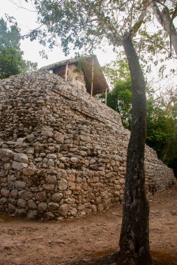 Coba Maya piramit. Eski Mayalar Mexico City'de. Meksika, Yucatan.