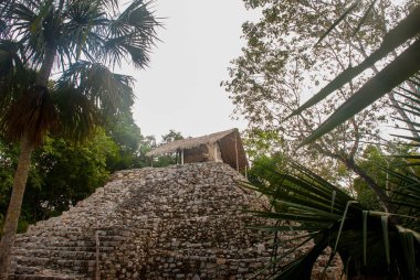 Coba Maya piramit. Eski Mayalar Mexico City'de. Meksika, Yucatan.
