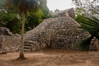 Coba Maya piramit. Eski Mayalar Mexico City'de. Meksika, Yucatan.