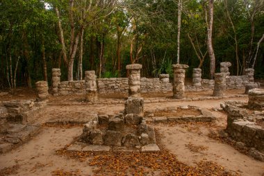 Coba bir arkeolojik alan ve Yucatan Yarımadası'nın ünlü bir dönüm noktası olduğunu. Meksika. Yucatan. Orman Meksika pyramids çevresinde