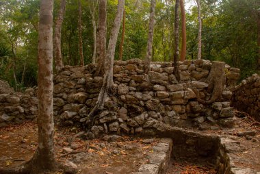 Coba bir arkeolojik alan ve Yucatan Yarımadası'nın ünlü bir dönüm noktası olduğunu. Meksika. Yucatan. Orman Meksika pyramids çevresinde