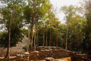 Coba, Meksika. Antik Maya şehir Meksika. Coba bir arkeolojik alan ve Yucatan Yarımadası'nın ünlü bir dönüm noktası olduğunu. Orman Meksika pyramids çevresinde.