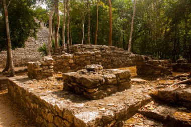 Coba bir arkeolojik alan ve Yucatan Yarımadası'nın ünlü bir dönüm noktası olduğunu. Meksika. Yucatan. Orman Meksika pyramids çevresinde