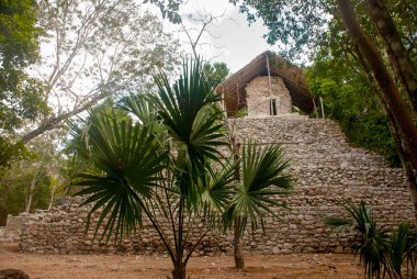 Coba, Meksika, Yucatan: Arkeoloji kompleksi, kalıntıları ve Antik Maya şehirde piramitleri.