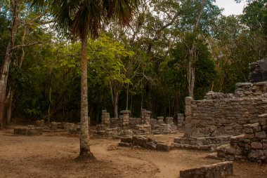 Coba, Meksika. Antik Maya şehir Meksika. Coba bir arkeolojik alan ve Yucatan Yarımadası'nın ünlü bir dönüm noktası olduğunu. Orman Meksika pyramids çevresinde.