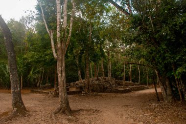 Coba, Meksika. Antik Maya şehir Meksika. Coba bir arkeolojik alan ve Yucatan Yarımadası'nın ünlü bir dönüm noktası olduğunu. Orman Meksika pyramids çevresinde.