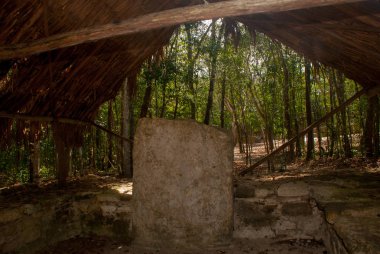 Antik Maya taştan görüntüler. Coba, Meksika, Yucatan. Arkeoloji kompleksi, kalıntıları ve antik Maya şehir piramitleri.