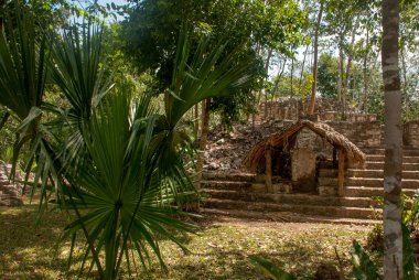 Coba, Meksika. Antik Maya şehir Meksika. Coba bir arkeolojik alan ve Yucatan Yarımadası'nın ünlü bir dönüm noktası olduğunu. Orman Meksika pyramids çevresinde.