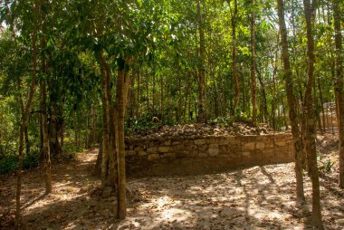 Coba, Meksika. Antik Maya şehir Meksika. Coba bir arkeolojik alan ve Yucatan Yarımadası'nın ünlü bir dönüm noktası olduğunu. Orman Meksika pyramids çevresinde.