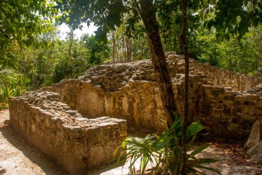 Coba, Meksika. Antik Maya şehir Meksika. Coba bir arkeolojik alan ve Yucatan Yarımadası'nın ünlü bir dönüm noktası olduğunu. Orman Meksika pyramids çevresinde.