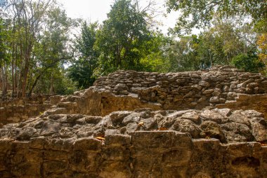 Coba, Meksika. Antik Maya şehir Meksika. Coba bir arkeolojik alan ve Yucatan Yarımadası'nın ünlü bir dönüm noktası olduğunu. Orman Meksika pyramids çevresinde.
