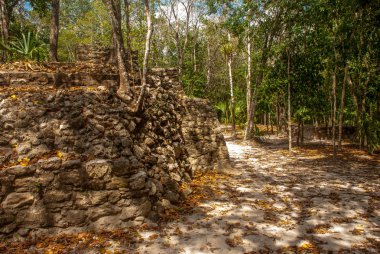 Coba, Meksika. Antik Maya şehir Meksika. Coba bir arkeolojik alan ve Yucatan Yarımadası'nın ünlü bir dönüm noktası olduğunu. Orman Meksika pyramids çevresinde.