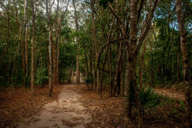 Orman iz Cobe ünlü piramitte önde gelen ağaçlar tarafından sınırlanmıştır. Meksika, Yucatan.