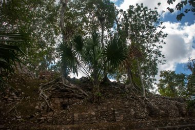 Ormanlarda, Maya piramit kalıntıları. Coba. Meksika Yucatan. Coba bir arkeolojik alan ve Yucatan Yarımadası'nın ünlü bir dönüm noktası olduğunu.
