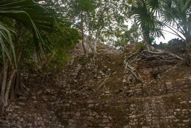 Ormanlarda, Maya piramit kalıntıları. Coba. Meksika Yucatan. Coba bir arkeolojik alan ve Yucatan Yarımadası'nın ünlü bir dönüm noktası olduğunu.