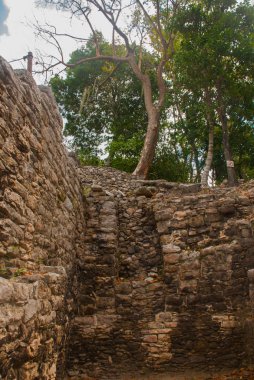 Ormanlarda, Maya piramit kalıntıları. Coba. Meksika Yucatan. Coba bir arkeolojik alan ve Yucatan Yarımadası'nın ünlü bir dönüm noktası olduğunu.