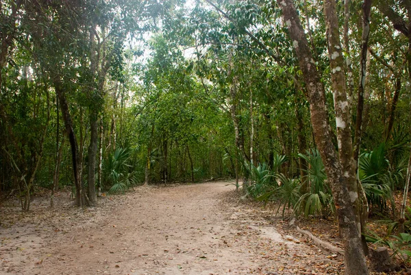 Orman iz Cobe ünlü piramitte önde gelen ağaçlar tarafından sınırlanmıştır. Meksika, Yucatan.