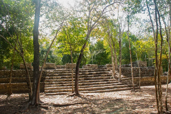 Coba bir arkeolojik alan ve Yucatan Yarımadası'nın ünlü bir dönüm noktası olduğunu. Meksika. Yucatan. Orman Meksika pyramids çevresinde