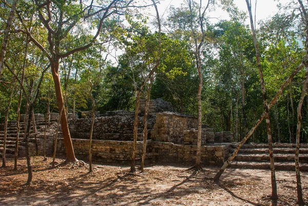コバは 考古学的なエリア ユカタン半島の有名なランドマークです メキシコ ユカタン半島 メキシコのピラミッド周辺の森林 — ストック写真