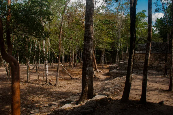 Coba Messico Yucatan Complesso Archeologico Rovine Piramidi Nell Antica Città — Foto Stock