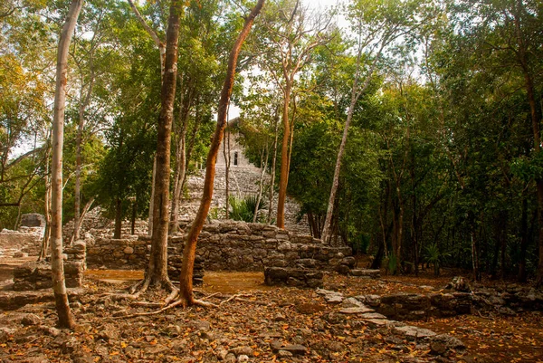 Coba, Meksika. Antik Maya şehir Meksika. Coba bir arkeolojik alan ve Yucatan Yarımadası'nın ünlü bir dönüm noktası olduğunu. Orman Meksika pyramids çevresinde.