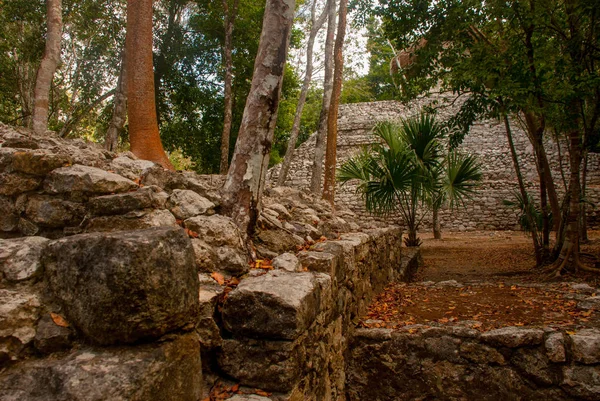 Coba, Meksika, Yucatan: Arkeoloji kompleksi, kalıntıları ve Antik Maya şehirde piramitleri.