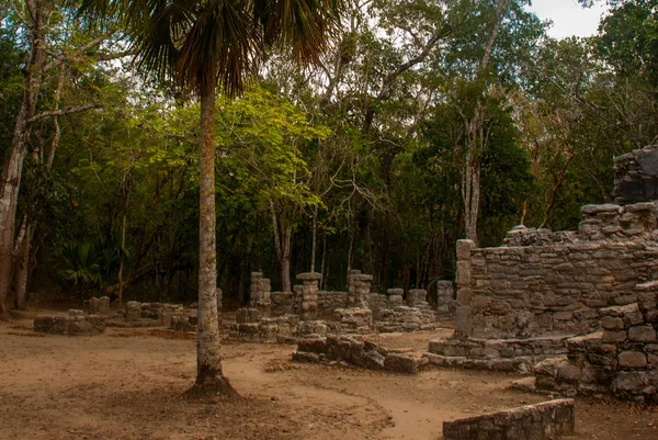 Coba, Meksika. Antik Maya şehir Meksika. Coba bir arkeolojik alan ve Yucatan Yarımadası'nın ünlü bir dönüm noktası olduğunu. Orman Meksika pyramids çevresinde.