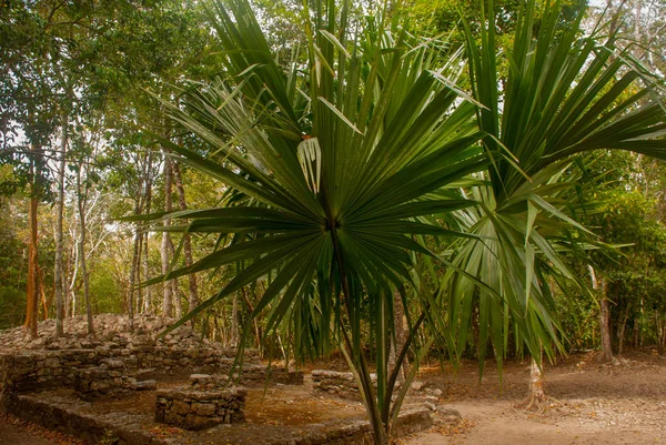 Coba Meksika Yucatan Arkeoloji Kompleksi Kalıntıları Antik Maya Şehirde Piramitleri — Stok fotoğraf