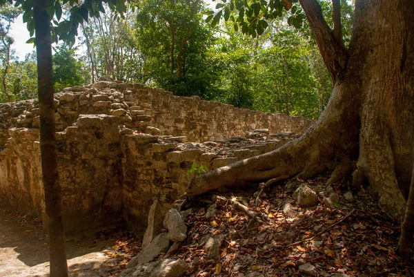 Coba, Meksika. Antik Maya şehir Meksika. Coba bir arkeolojik alan ve Yucatan Yarımadası'nın ünlü bir dönüm noktası olduğunu. Orman Meksika pyramids çevresinde.
